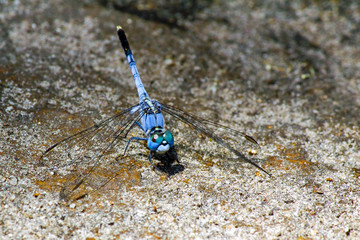 Insect - Dragonfly in Australia