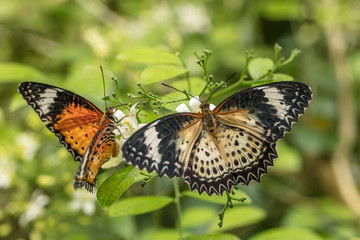 Obraz premium farbenfrohe falter