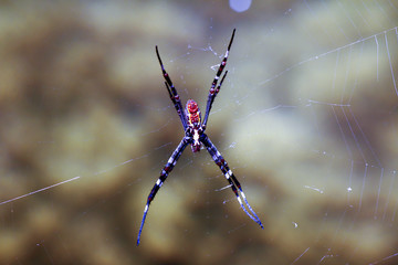 Spider on net in Australia