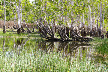 Forest in Kakadu National Park