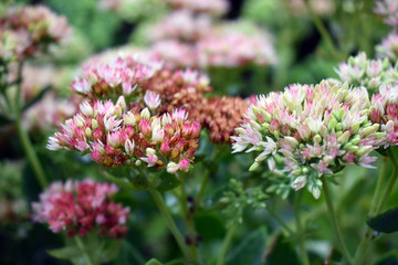 Milkweed Flowers