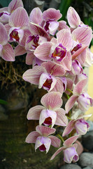 Bunch of Orchids