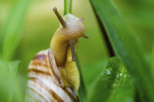 Close-up of snail on plant