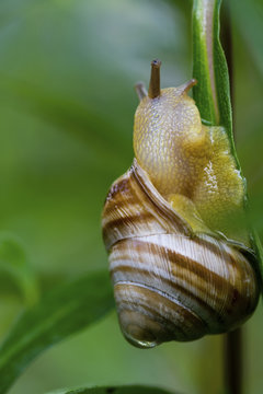 Close-up of snail on plant stem