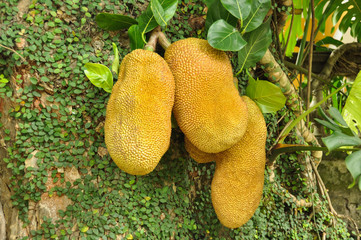 Jackfruits in Rio de Janeiro