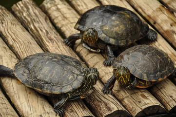 Turtles on the wooden platform in Rio de Janeiro