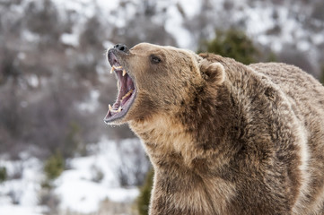 Fototapeta na wymiar Angry Grizzly Bear