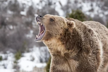 Fotobehang Angry Grizzly Bear © seread