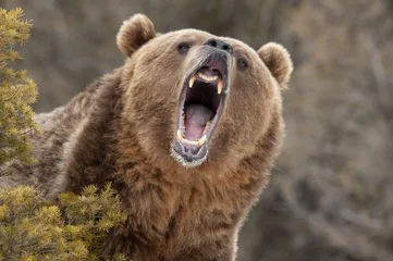 Rolgordijnen Angry Grizzly Bear behind bush © seread