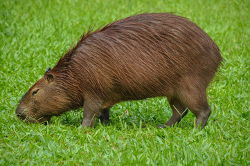 Capybara in the Botanical garden in Rio