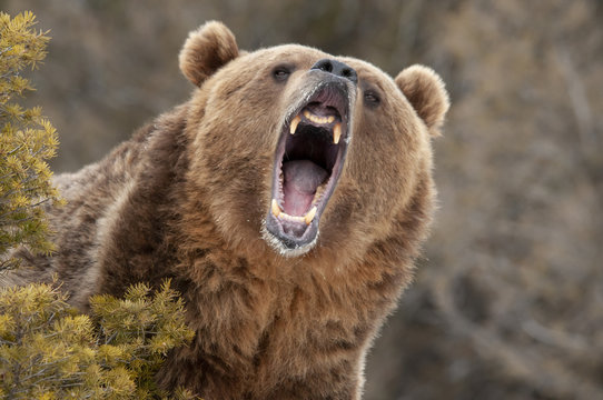 Angry Grizzly Bear behind bush
