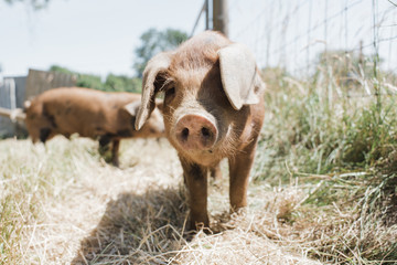 Pigs standing on grassy field at farm during sunny day