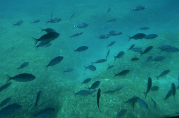 shoal of fish underwater in the sea