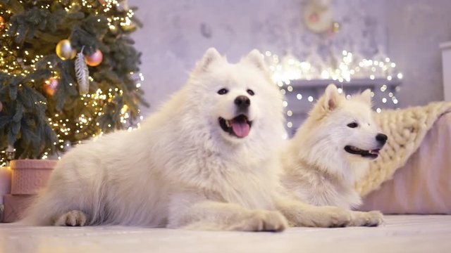 two fluffy white dogs lie under a Christmas tree. Samoyed Laika is a holiday dog. year of the dog 4K