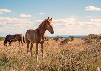 Beautifully young horses