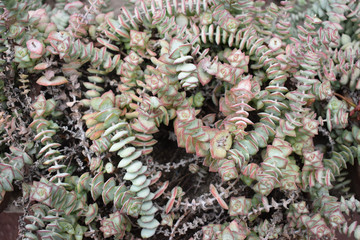 CRASSULA PERFORATA SUCCULENT CACTUS BACKGROUND.