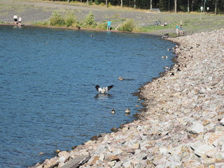 Obraz premium Bostalsee - Stausee im nördlichen Saarland 