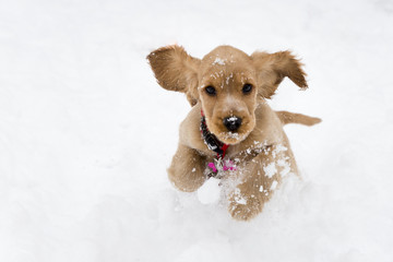 Portrait of cute young English Cocker Spaniel running on snow during winter