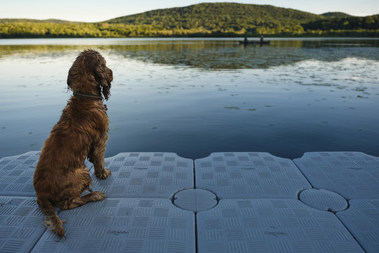 Cocker spaniel sitting near lake
