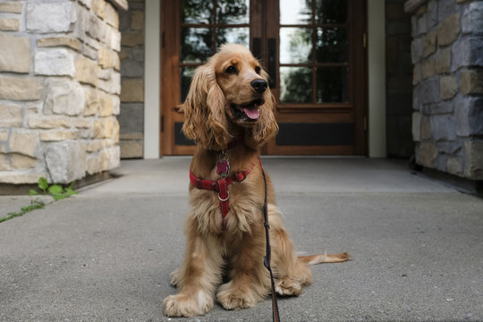 Cocker spaniel sitting on porch against house