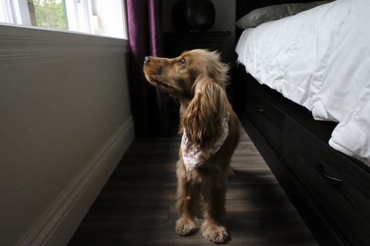 cocker spaniel looking for a home