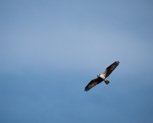 Osprey in Flight
