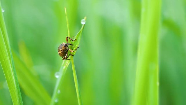 Slow motion video of macro stink bug on green rice plant in paddy field at countryside in Chiangmai, Thailand (High Speed Video)