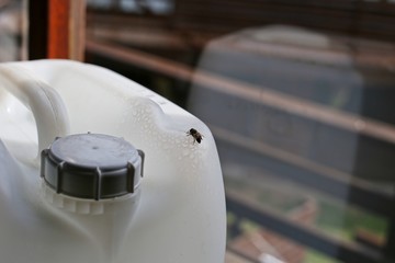 A bee searching for water on a plastic Jerry Can. 