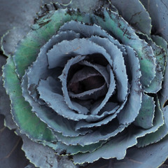 Cabbage closeup - 223609665