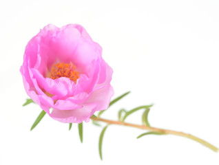 Pink portulaca