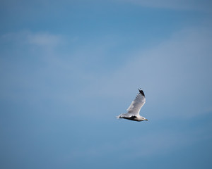 seagull in flight