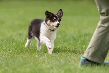 Dog handler is busy with his Border Collie puppy. Doggy 8 weeks old