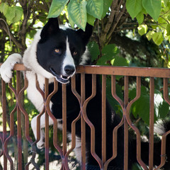 Dog looking over a fence - 223609835