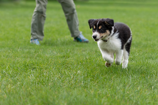 Dog handler is busy with his Border Collie puppy. Doggy 8 weeks old
