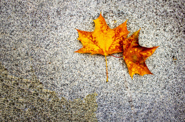 Single yellow maple autumn leaf on granite stone ground texture background