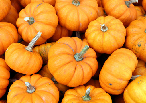 lot of mini pumkin at market place