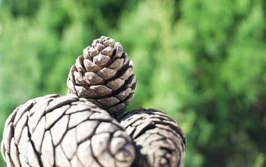 Three pine cones close up on the green forest blurred background