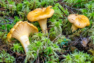 Mushroom, Cantharellus cibarius,  growing in the wood
