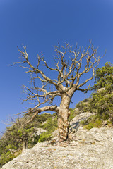 A dried relic pine on a mountain slope.