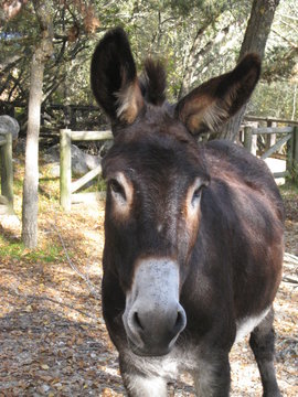 Mulo castellano de pelaje marr&oacute;n en paraje de sierra con bosque de fondo y vallas de madera