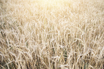 Wheat Beards.Wheat field morning sunrise and yellow sunshine 