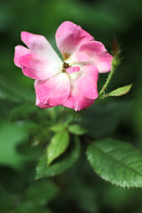 pink flower