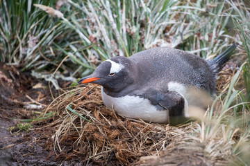 penguin in the arctic