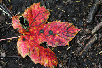 Bright red autumn leaf on ground
