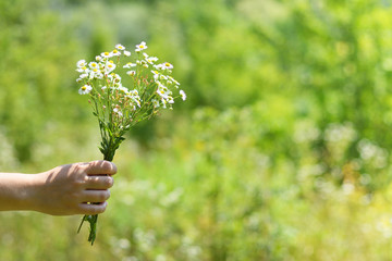 Naklejka na ściany i meble Field daisies in female hand on nature background