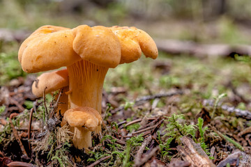Mushroom, Cantharellus cibarius,  growing in the wood