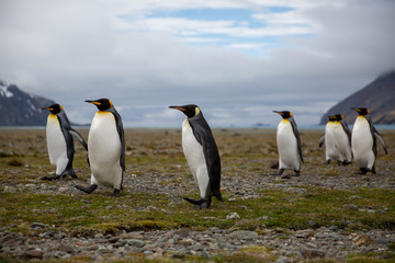 Plakat penguin in the arctic