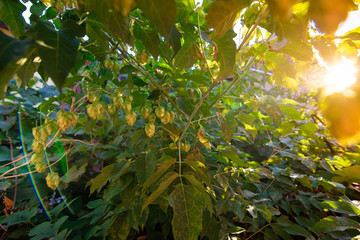 green bushes of flowering hops in the sunlight