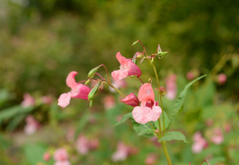 Garden light pink flowers.