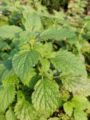 Zitronenmelisse bei Herbstlicht